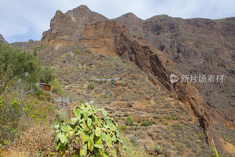 Barranco de Guayadeque -格兰卡纳利亚